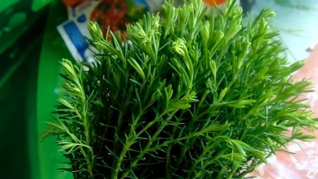 Новинки из Леруа Мерлен. Цветение нового гибискус. Обзор. смотреть онлайн