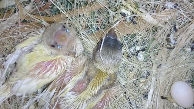 Желтые птенцы амадин гульда, 16 дней