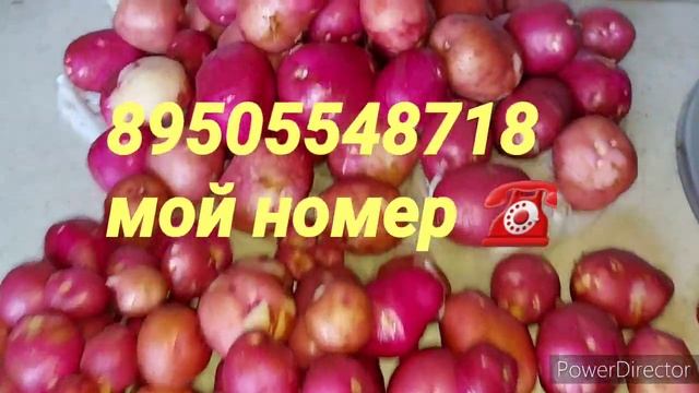 Продам картофель свежего урожая 29 июля 2021 г. смотреть онлайн