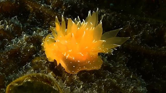 Голожаберные моллюски Приморья (Nudibranches Of Primorye)