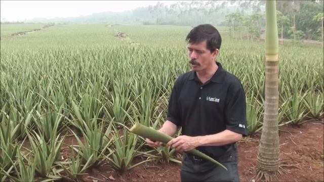 Aloe vera Processing Methods.wmv смотреть онлайн