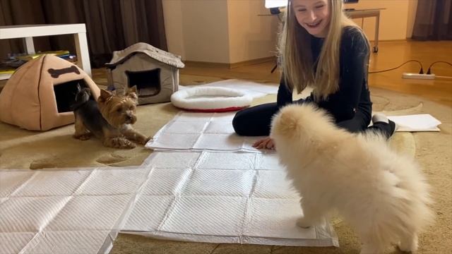 Щенок Померанского ШПИЦА // Шпиц девочка // Моя мечта сбылась мой щенок смотреть онлайн