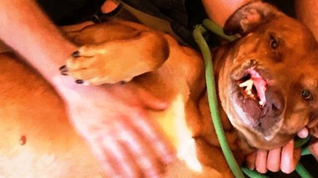 Невероятный случай: все убегали от него! Кто он? смотреть онлайн