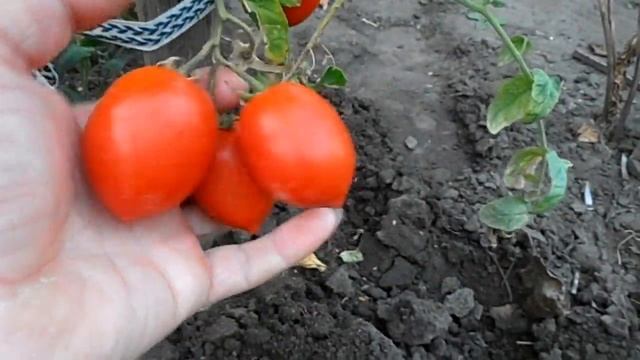 Урожайные сорта томатов. Рио гранде.