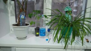 Простое решение.Полив комнатных растений во время отпуска.