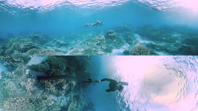 Life underwater at Lady Elliot Island смотреть онлайн