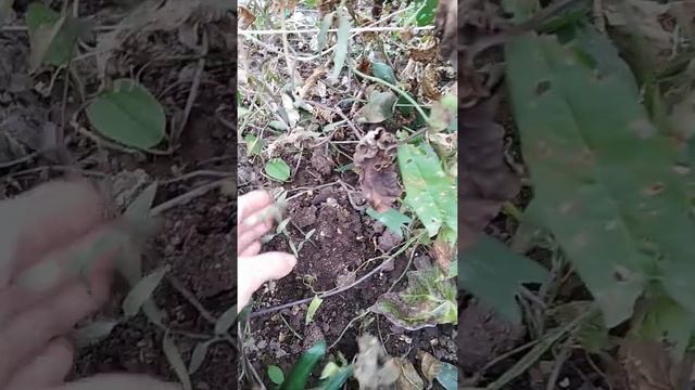 Белый клематис из семян смотреть онлайн