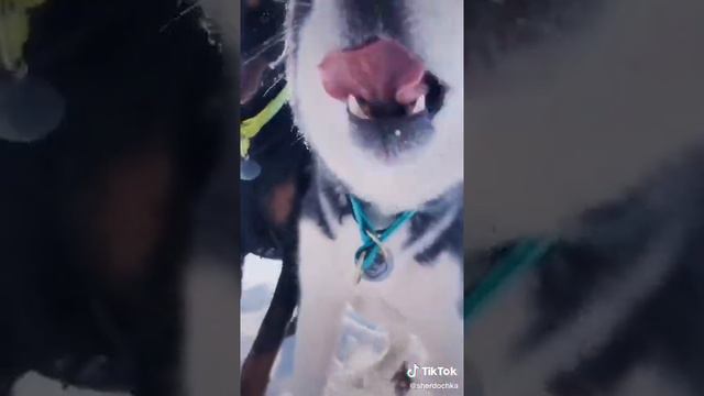 Собаки лгать не умеют смотреть онлайн