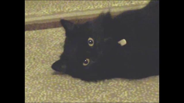 кошка забавно и с аппетитом есть палочку от мороженного смотреть онлайн