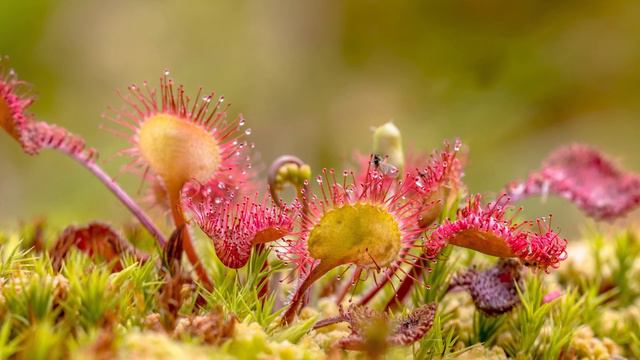 Et Yiyen ( Etobur ) Bitkiler - İlginç Bitkiler смотреть онлайн