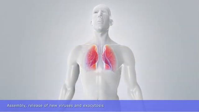 Pathogenesis of SARS-CoV-2 смотреть онлайн