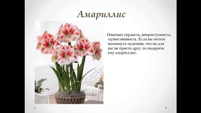Что означают цветы Азалия, Акация, Аконит, Амброзия, Амариллис, Анемон, Анютины глазки, Астра смотреть онлайн