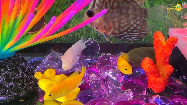 Colorful Surprise Eggs, Lobster, Snake, Cichlid, Betta Fish, Turtle, Butterfly Fish, Discus