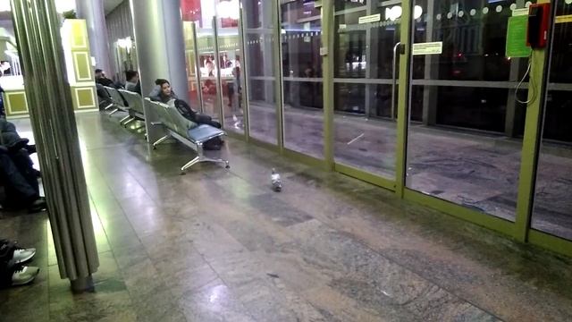 Голубь в аэропорту смотреть онлайн