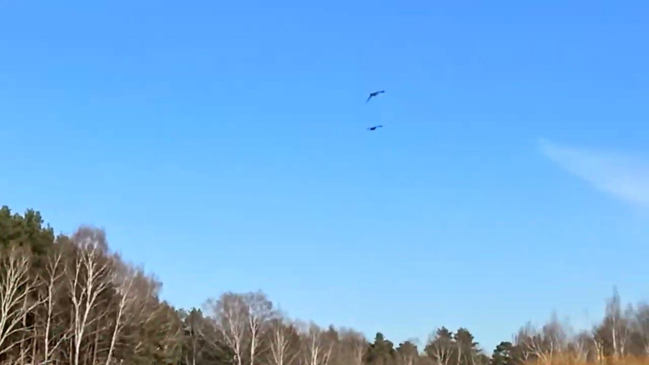 В ожидании весны или утки .... прилетели смотреть онлайн