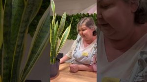 В какой горшок пересаживать сансевиерию?