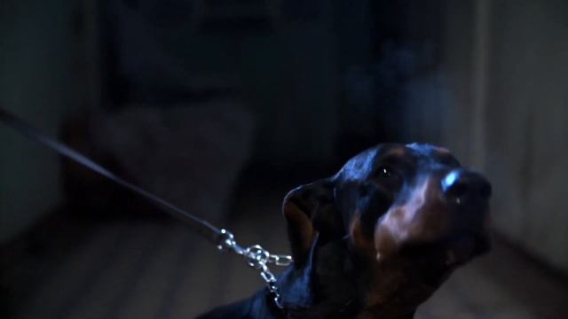 Doberman dog breed смотреть онлайн