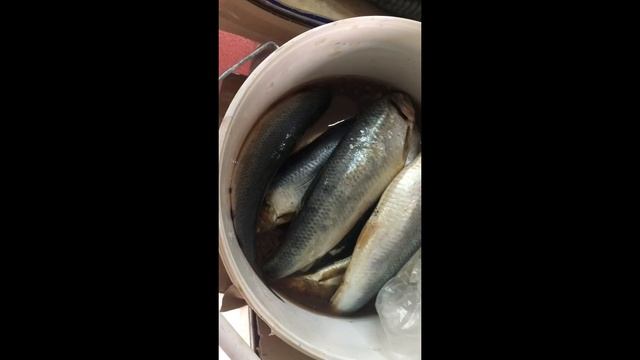 Как правильно выбрать селедку в Актау смотреть онлайн