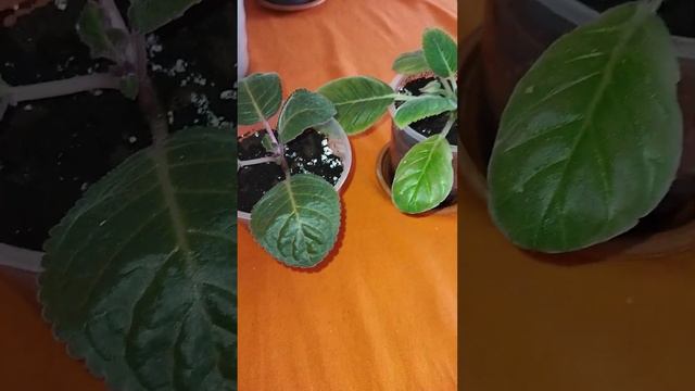 Как размножить глоксинии листом.#глоксинияразмножение#глоксинииизлиста#gloxinia смотреть онлайн