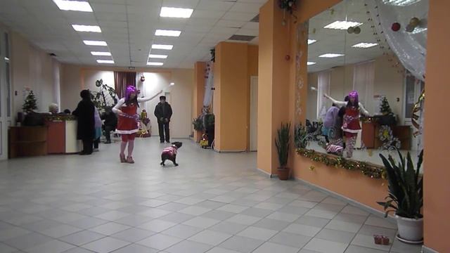 Танцы собак в ДК смотреть онлайн