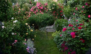 Мой сад в 2020 году.