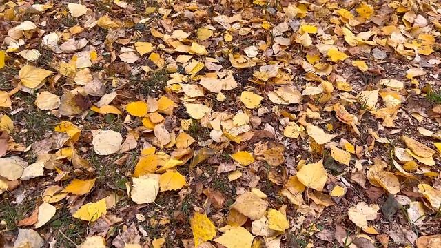 Для Любви огрОМной тесно. Новое осеннее стихоТворение?♀️?? Духовная поэзия. Olgaya. смотреть онлайн