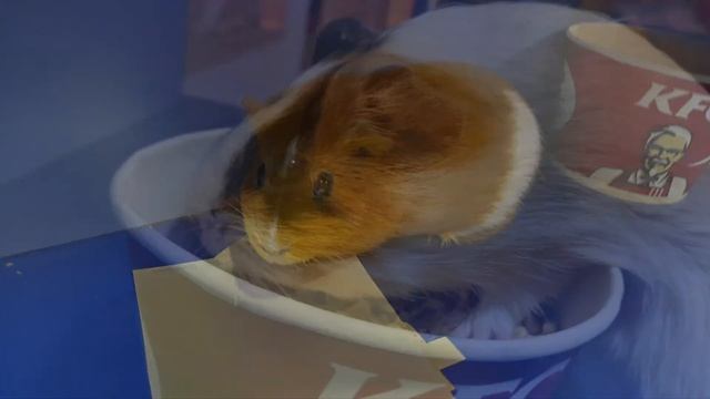 РАЗНОВИДНОСТИ МОРСКИХ СВИНОК смотреть онлайн