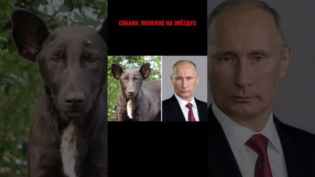 СОБАКИ,ПОХОЖИЕ НА ЗНАМЕНИТЫХ ЛЮДЕЙ#3 #собаки#собакадругчеловека#знаменитости смотреть онлайн