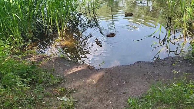Летний солнечный Влог☀️. Мы на речке. Цветы от мужа🌸. смотреть онлайн