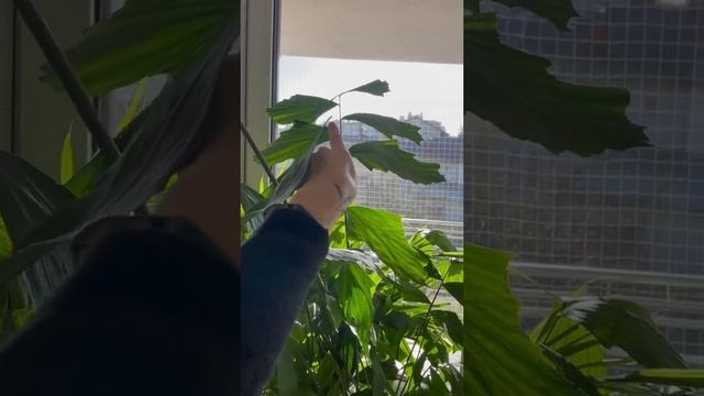 Palma orzechowa kariota (Caryota mitis) wypuszcza nowe liście podlewanie! Sprawdź co jej pomaga ? смотреть онлайн