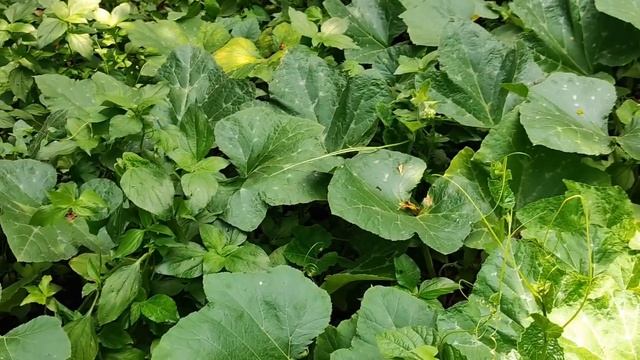 new choti golpo 18 + смотреть онлайн