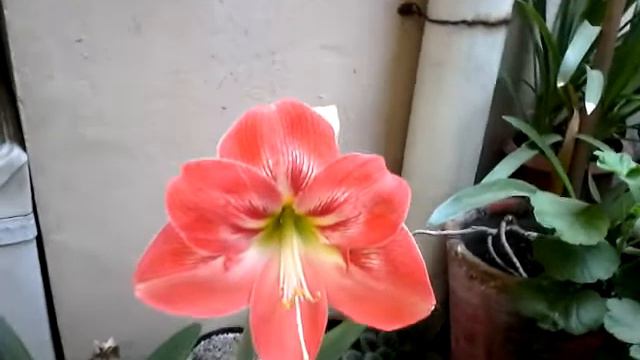 Flores de Azucena en mi jardin| El loco de los ajolotes смотреть онлайн