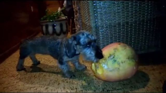 Бандито-гангстерито. смотреть онлайн