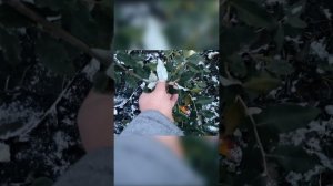 Лох и мороз, 18.11.2023г. Тамбов. #shorts