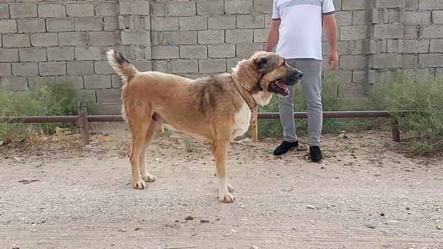 Джейхун - сильный Кобель! Туркменский Алабай Turkmen alabay Central Asian Shepherd Dog Alabai смотреть онлайн