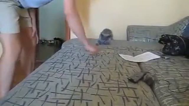 Подшутили над котом. смотреть онлайн