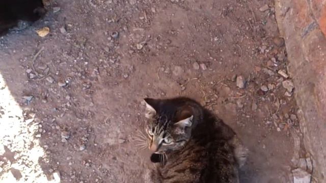У котэ праздник смотреть онлайн