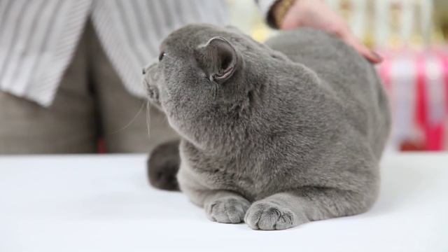 British Shorthair / Британская короткошерстная (WCF Ring)
