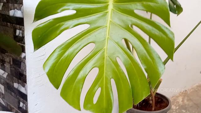 How to identify real Monstera deliciosa/differentiate monstera deliciosa from other plants #monster смотреть онлайн