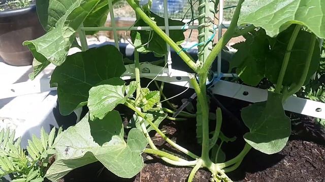 Cantaloupe Tips How To Climb Trellis #canadianproudgetoutdoors смотреть онлайн