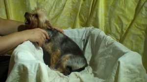 РОДЫ ЙОРКШИРСКОГО ТЕРЬЕРА часть 1 / начало потуг