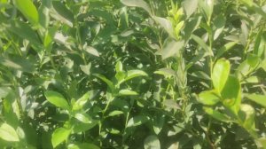 Голубика Норт Блю и Норт Кантри в конце лета после весенней обрезки