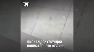 Хозяин нашёл свою собаку, которая потерялась 3 года назад.