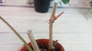 Филодендрон краснеющий