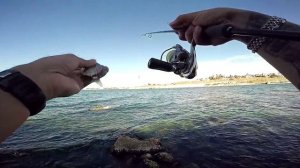 Ловля ласкиря на креветку. Отводной поводок.(Черное море)