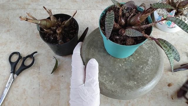 Como Renovar O Seu Mini-lírio (Ledebouria Socialis Ou Scilla Violacea)