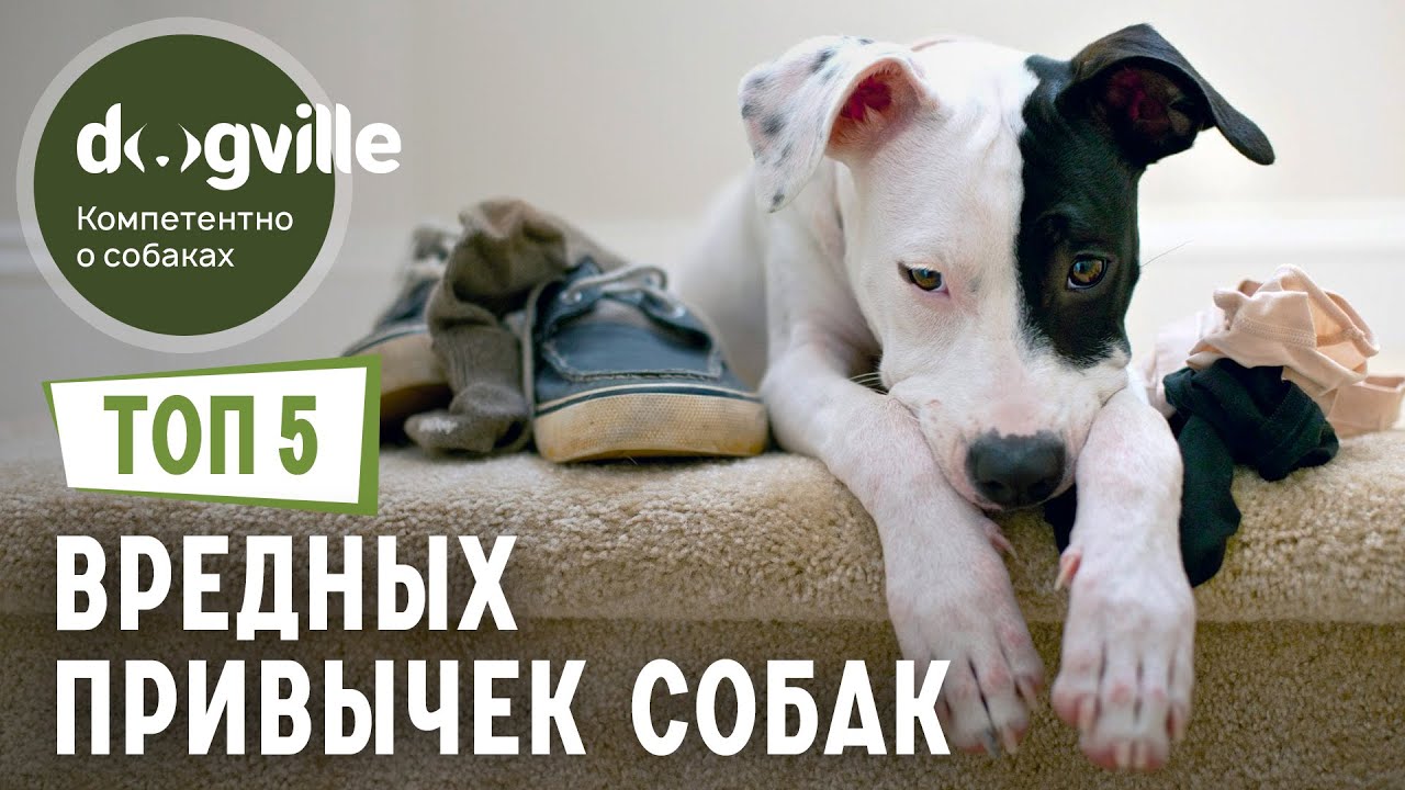 ТОП 5 ВРЕДНЫХ привычек у собак смотреть онлайн