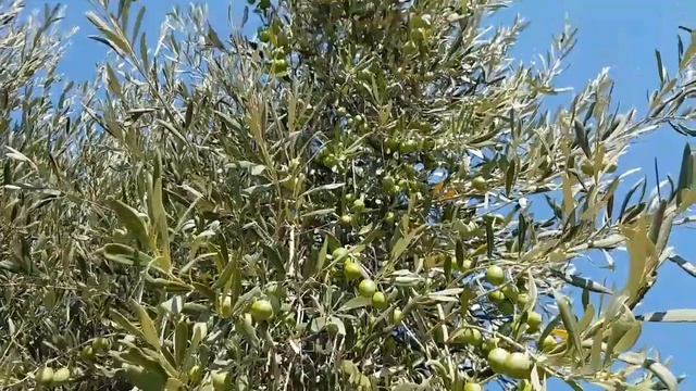 Знакомство с нашими подписчиками из Швейцарии. Пляж Афиссос. Застолье в Кала Нера, Пелион. Греция. смотреть онлайн