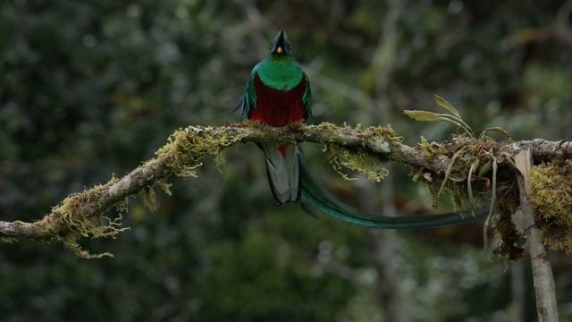 A most amazing bird - the one and only Resplendent Quetzal!! смотреть онлайн