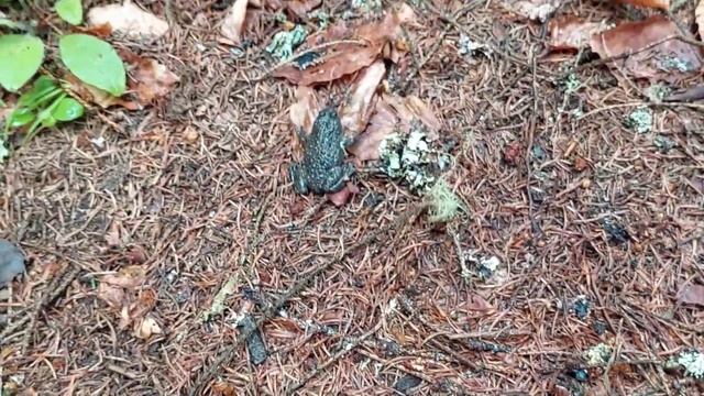 Жерлянка желтобрюхая / Bombina variegata в Украине смотреть онлайн